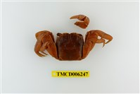 藏品(帝王仿相手蟹)的圖片